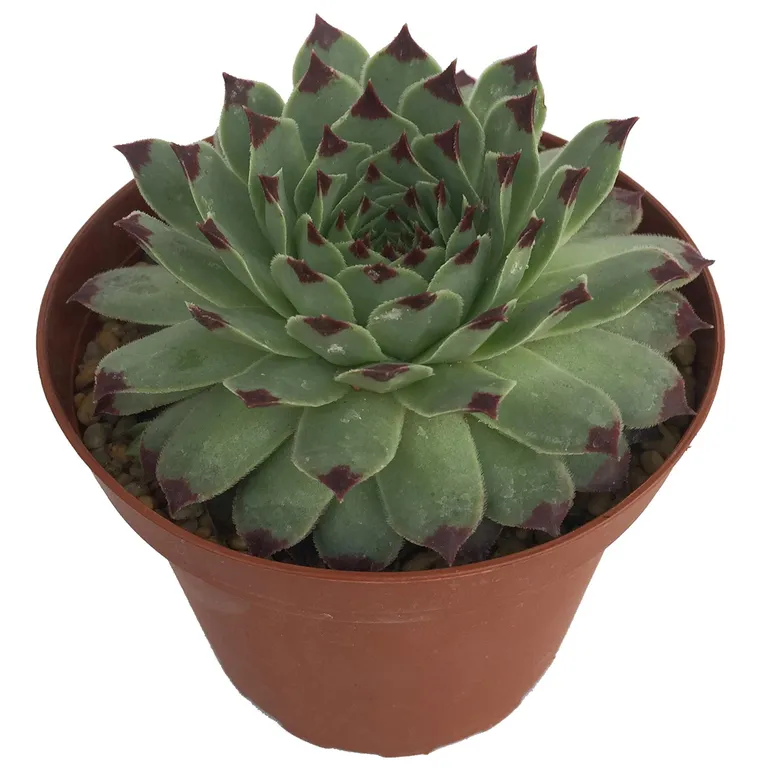 Suculentas Variedad 5 cm Natural CT10