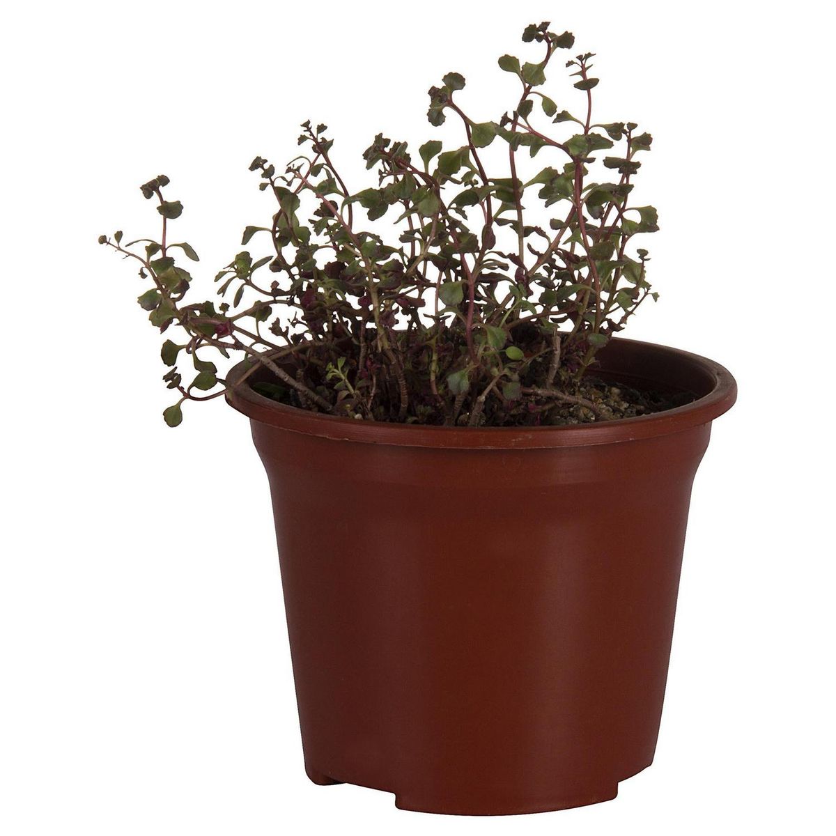 FEROXCACTUS - Suculentas Variedad 7 cm Natural CT14