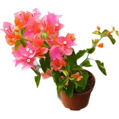 LAS BANDURRIAS - Bouganvillea Pot 20 cm Natural CT17