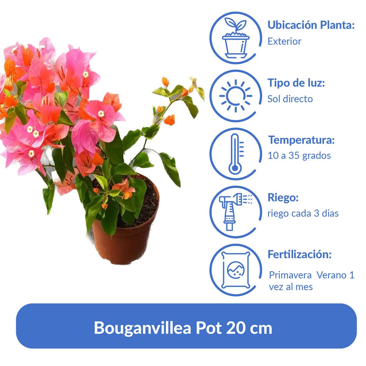 LAS BANDURRIAS - Bouganvillea Pot 20 cm Natural CT17