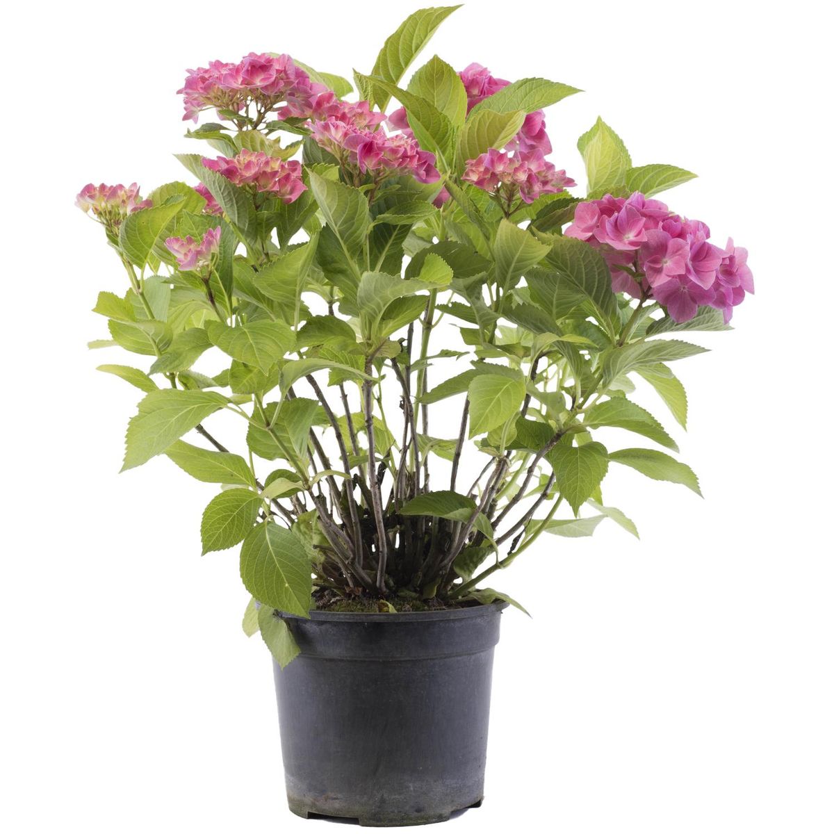 VIVEROS HIJUELAS - Hortensia 50 cm Natural CT24