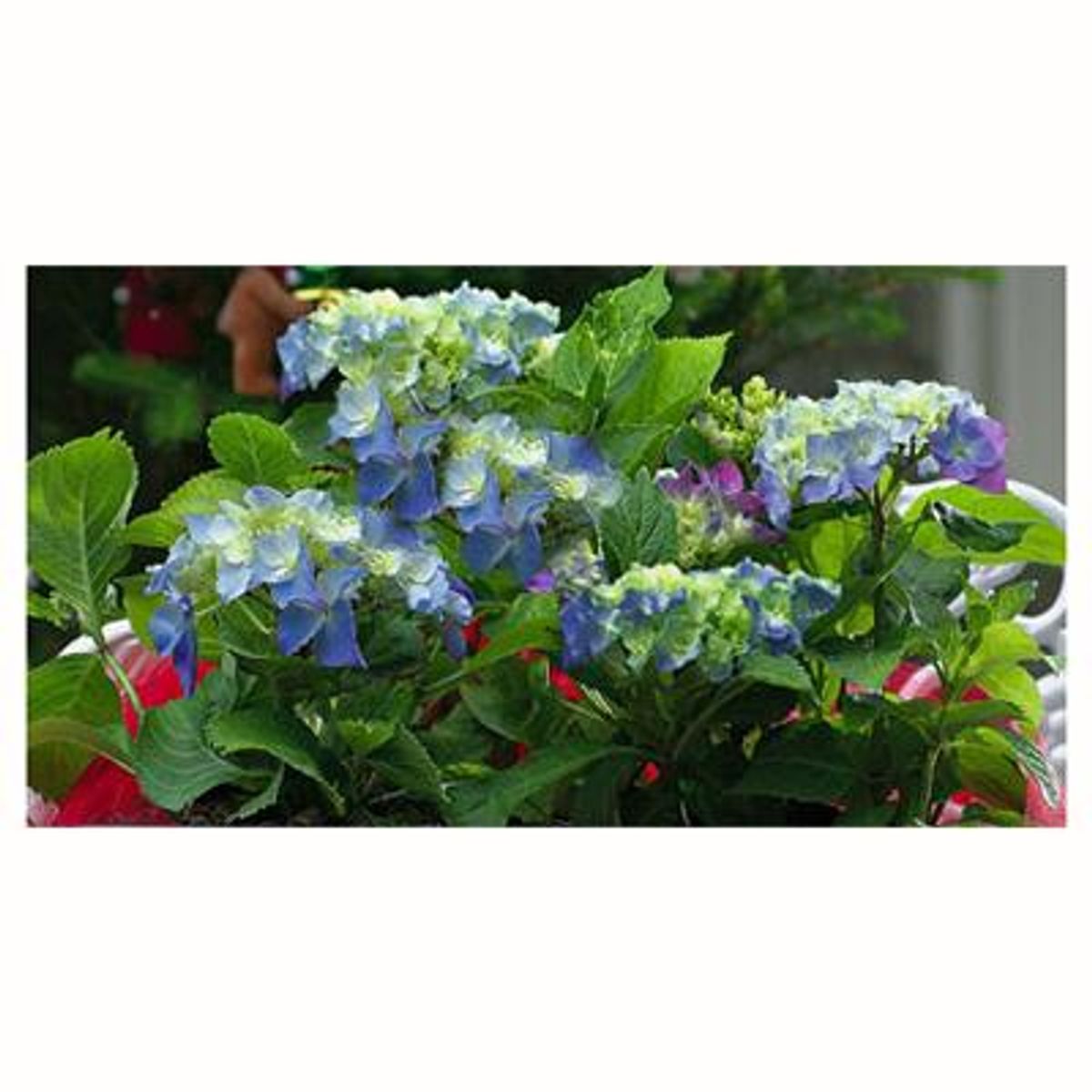 VIVEROS HIJUELAS - Hortensia 50 cm Natural CT24