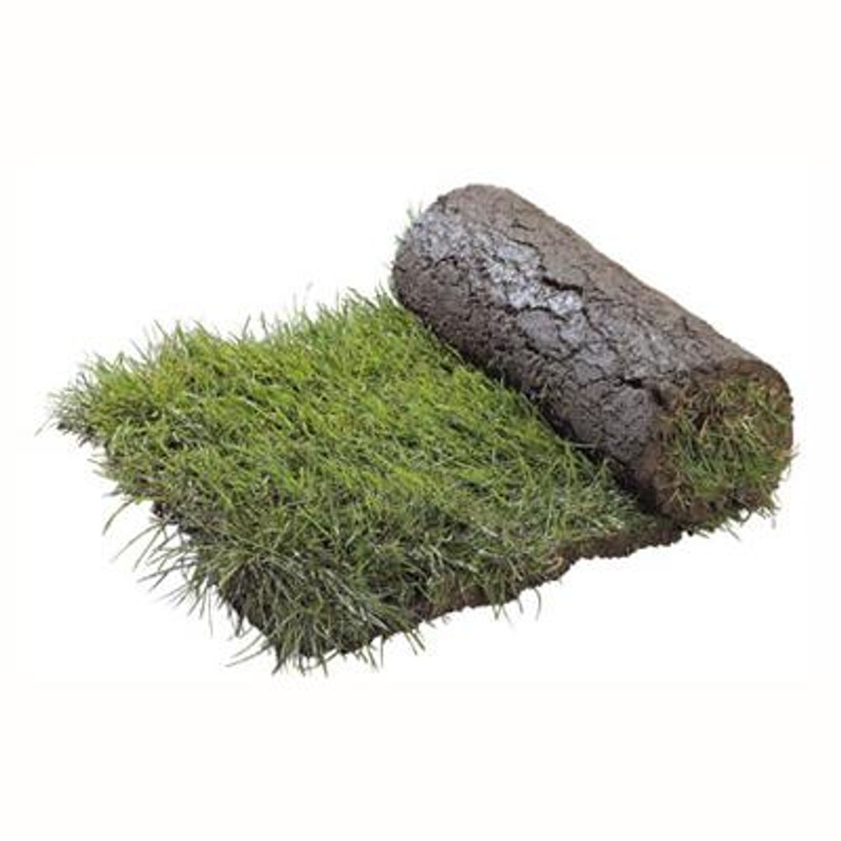 GENERICO - Palmeta De Pasto 0,5 M2 Aprox