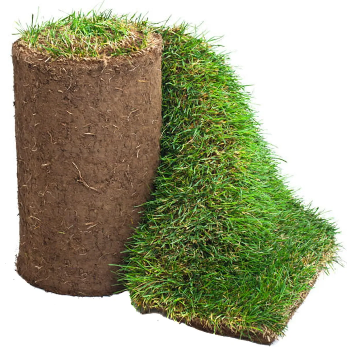 GENERICO - Palmeta De Pasto 0,5 M2 Aprox