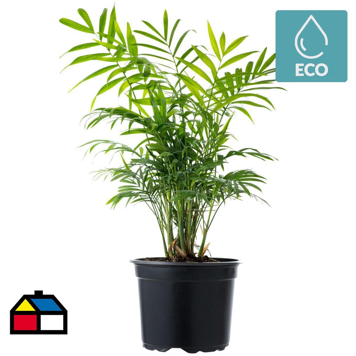 VIVEROS HIJUELAS - Palmera Neanthe 30 cm Natural CT17