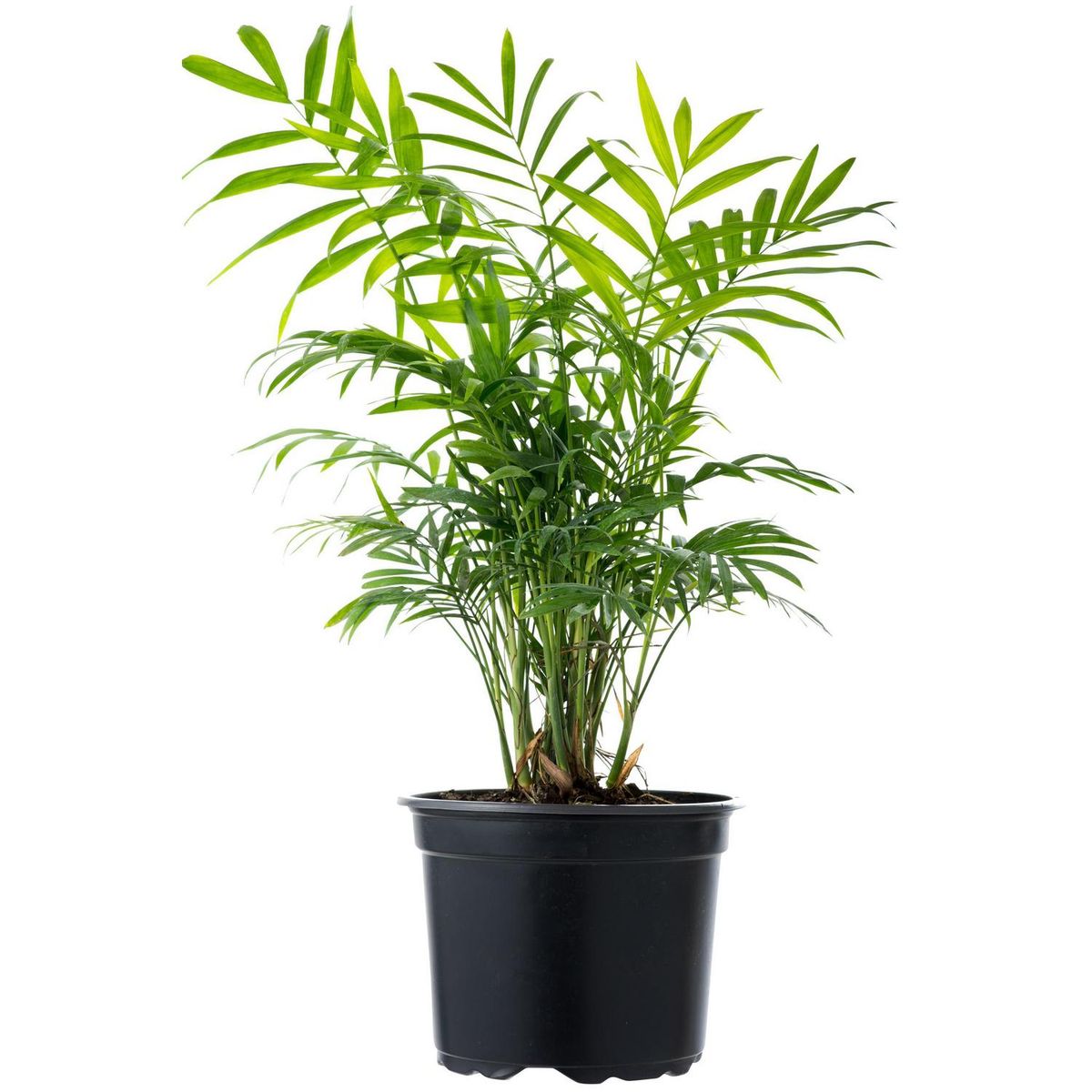 VIVEROS HIJUELAS - Palmera Neanthe 30 cm Natural CT17