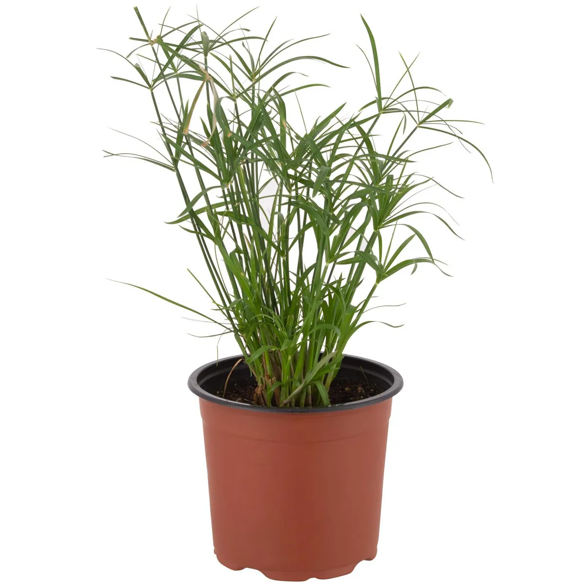 LAS BANDURRIAS - Papiro Enano 30 cm Natural CT15