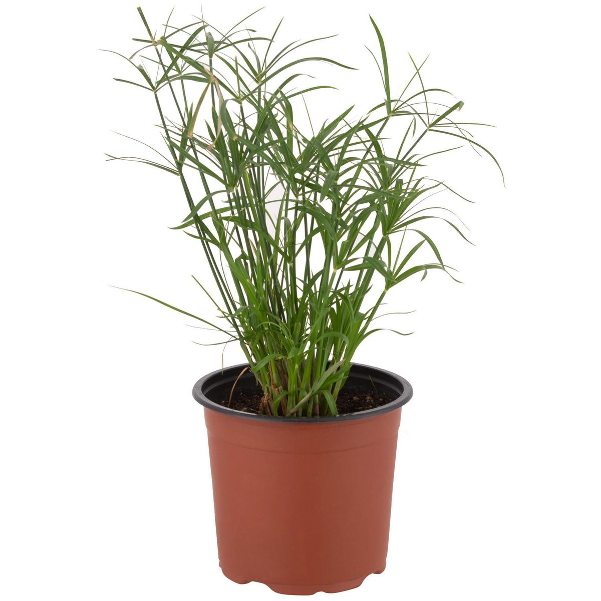 LAS BANDURRIAS - Papiro Enano 30 cm Natural CT15