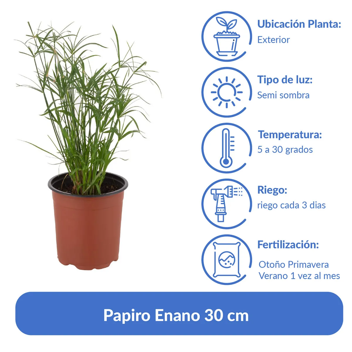LAS BANDURRIAS - Papiro Enano 30 cm Natural CT15
