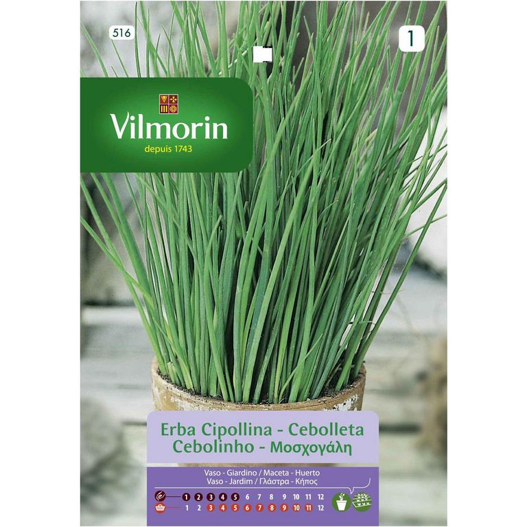 Semilla Ciboulette 1 gr Sachet