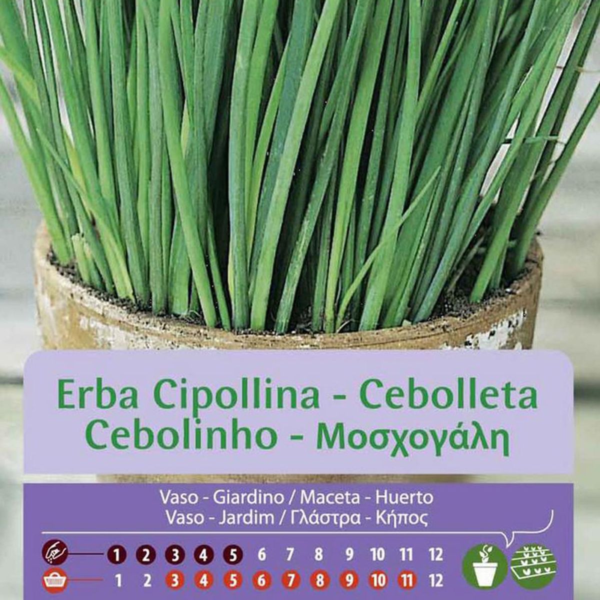 VILMORIN - Semilla Ciboulette 1 gr Sachet