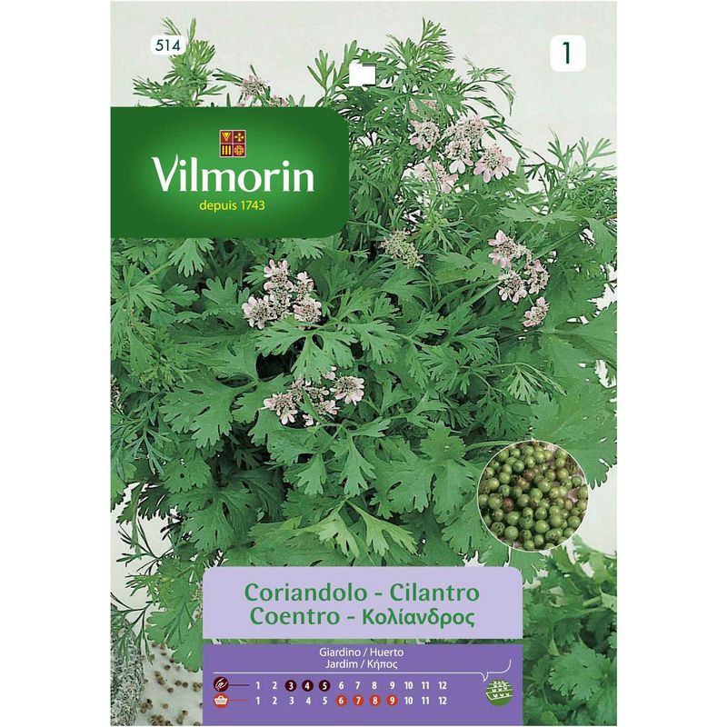 VILMORIN - Semilla cilantro 5 gr sachet