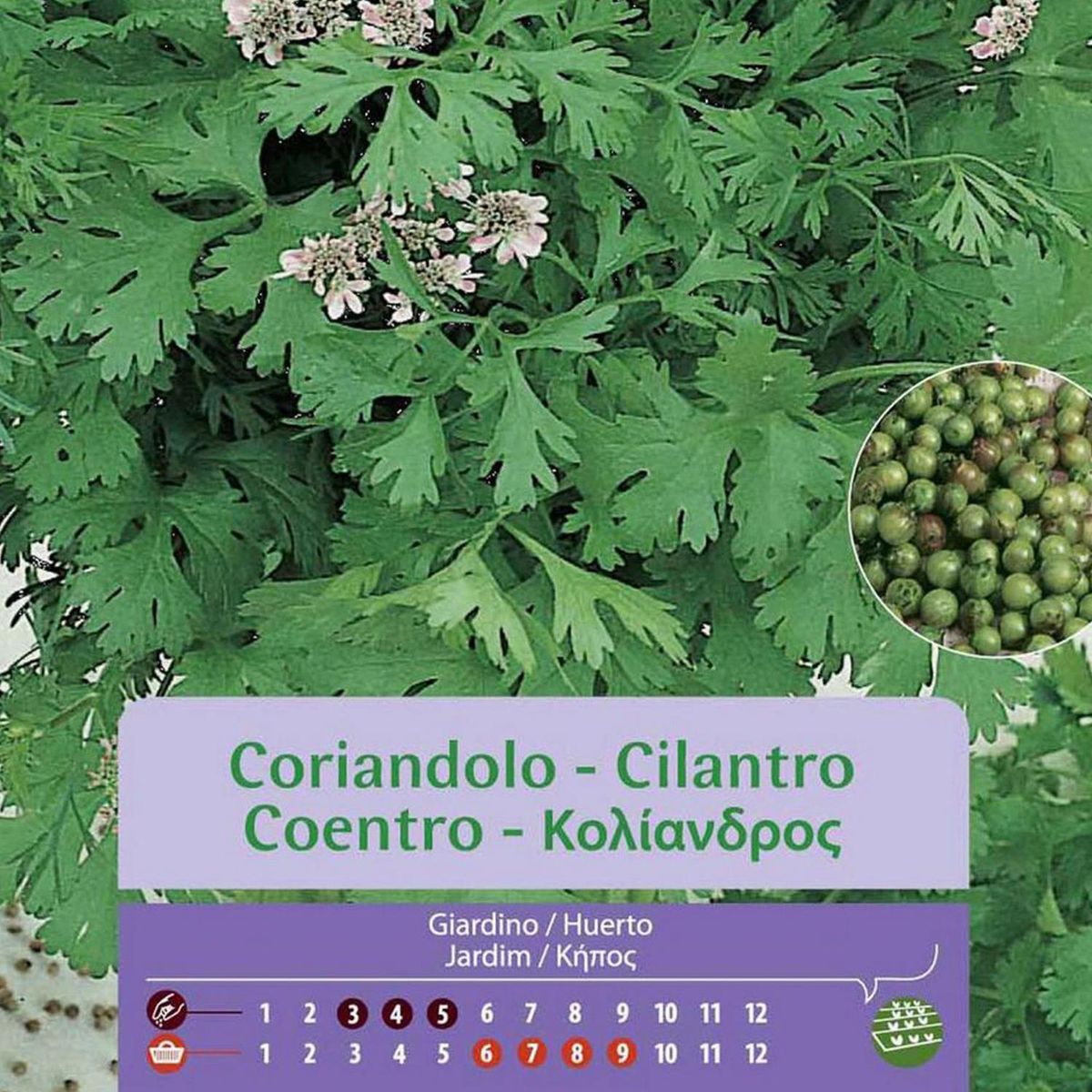 VILMORIN - Semilla Cilantro 5 gr Sachet