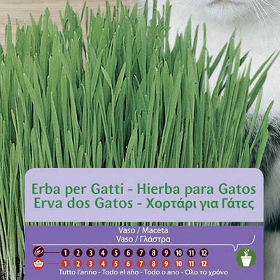 Imagen 2 del producto Semilla Hierba para Gato 20 gr Sachet