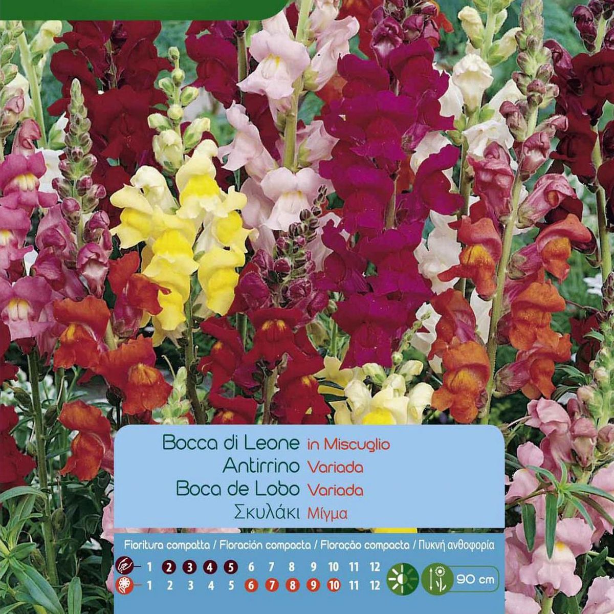 VILMORIN - Semilla Flor Perrito Gigante 0.6 gr Sachet