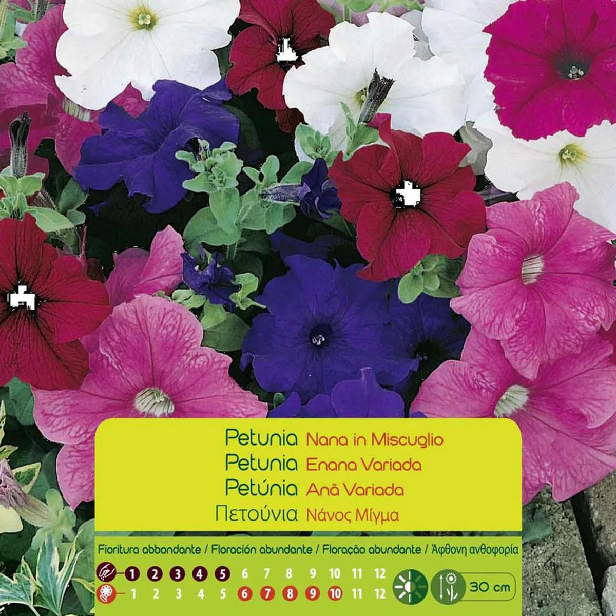 VILMORIN - Semilla Flor Petunia Enana 0.4 gr Sachet