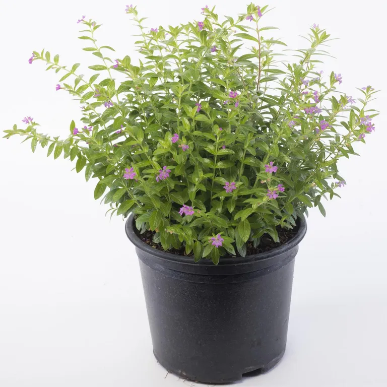 Cuphea Colombiana 40 cm Natural CT24