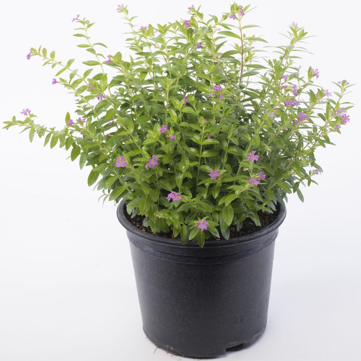 VIVEROS HIJUELAS - Cuphea Colombiana 40 cm Natural CT24