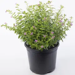 VIVEROS HIJUELAS - Cuphea Colombiana 40 cm Natural CT24