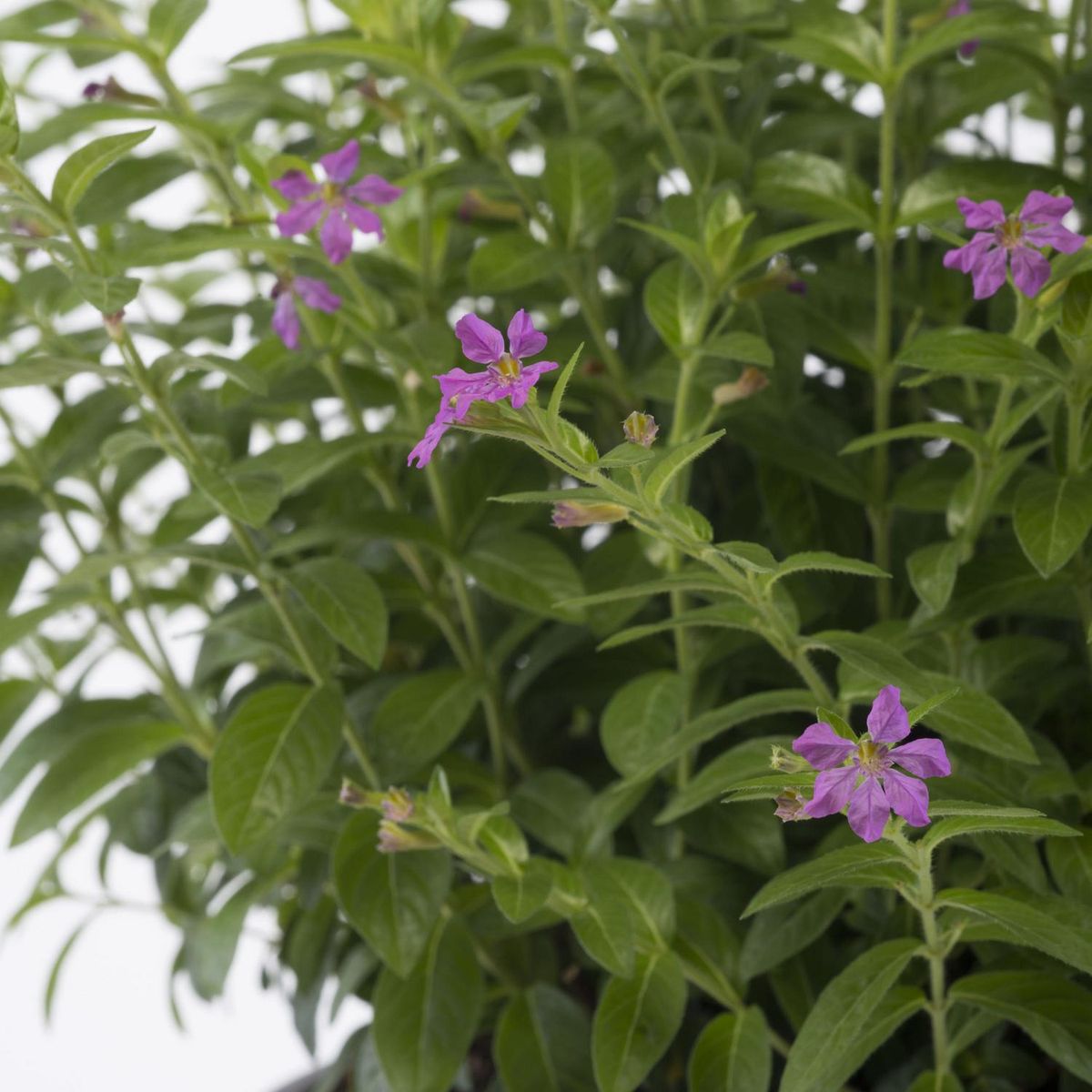 VIVEROS HIJUELAS - Cuphea Colombiana 40 cm Natural CT24