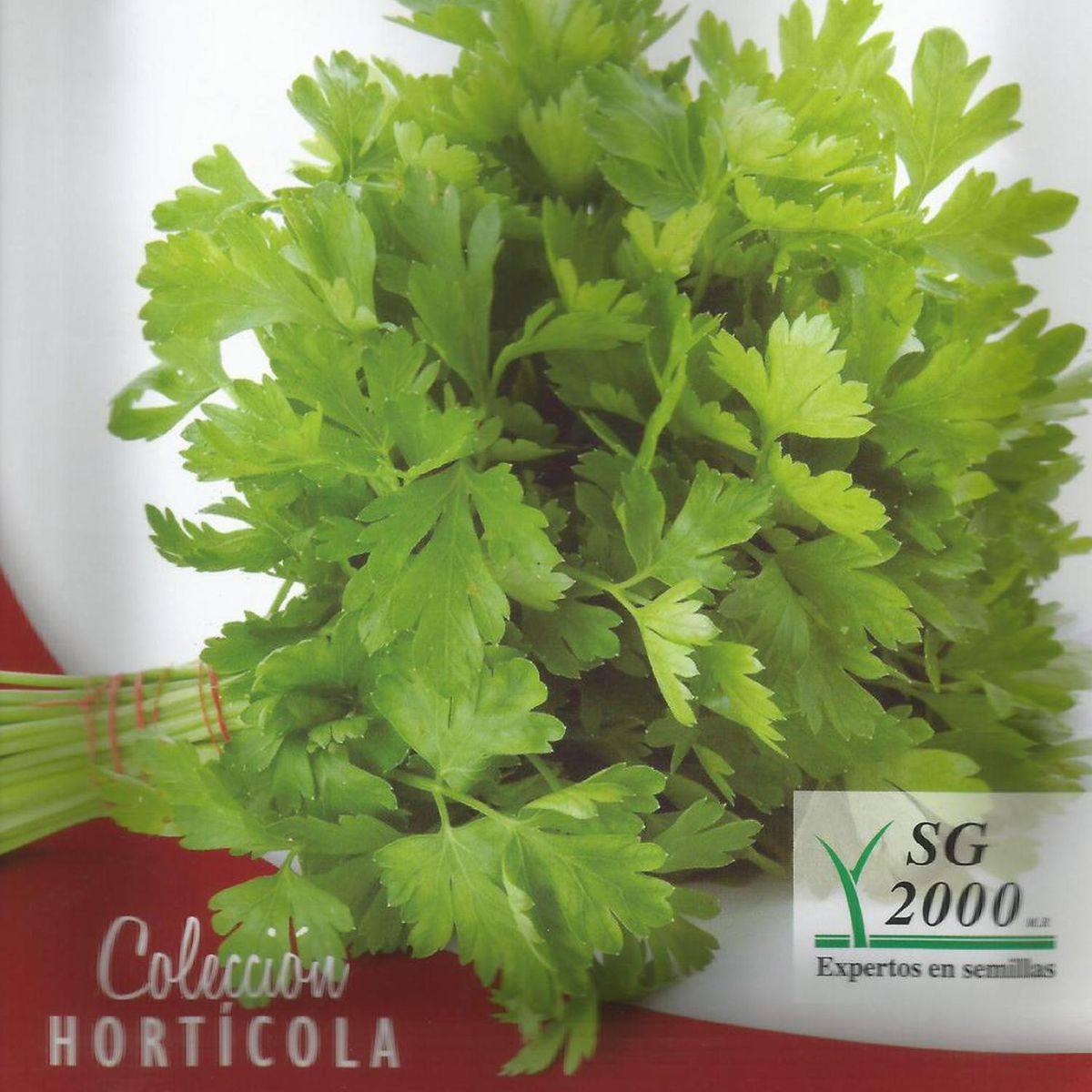 Semilla perejil, marca SG 2000 - Foto 2