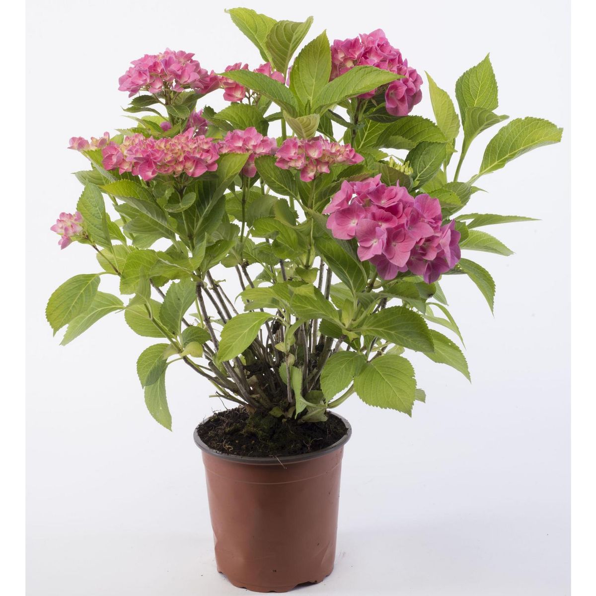 VIVEROS HIJUELAS - Hortensia 30 cm Natural CT17