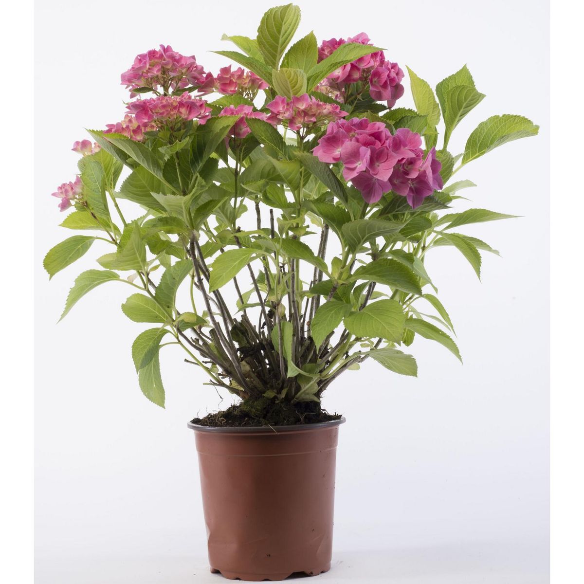 VIVEROS HIJUELAS - Hortensia 30 cm Natural CT17