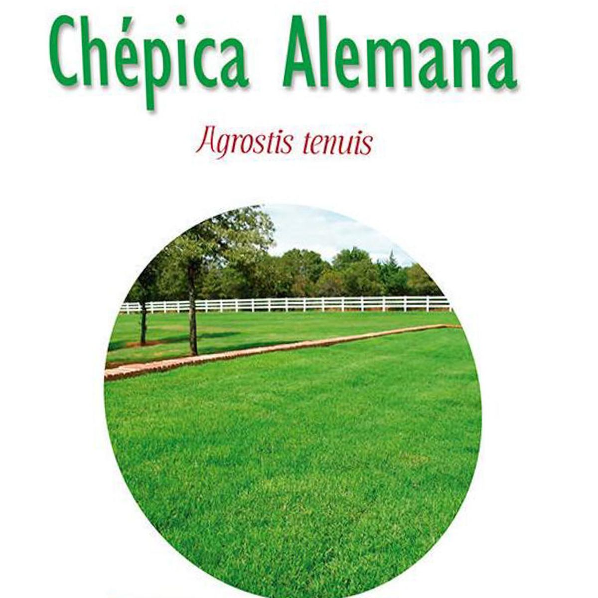 SG 2000 - Semilla césped chépica alemana 500 grs