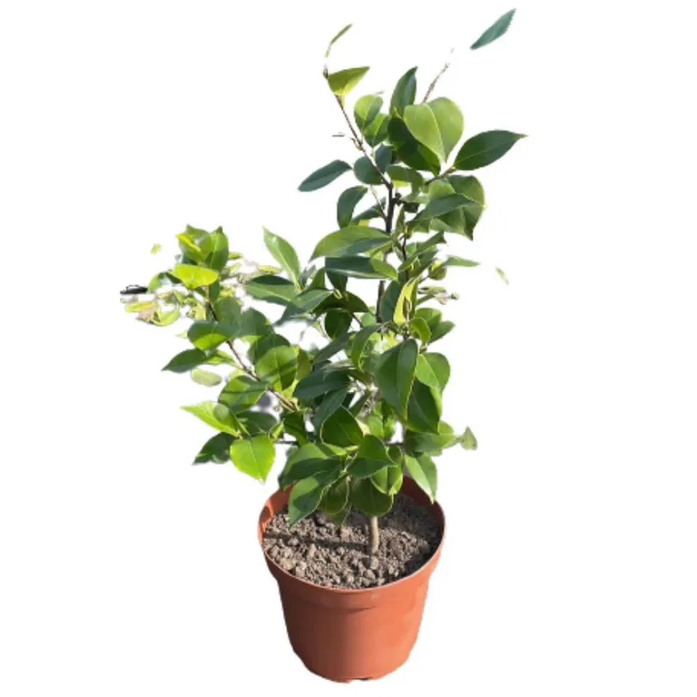 Camelia 80 cm Natural CT28