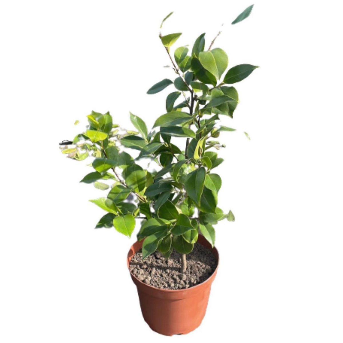 LAS BANDURRIAS - Camelia 80 cm Natural CT28