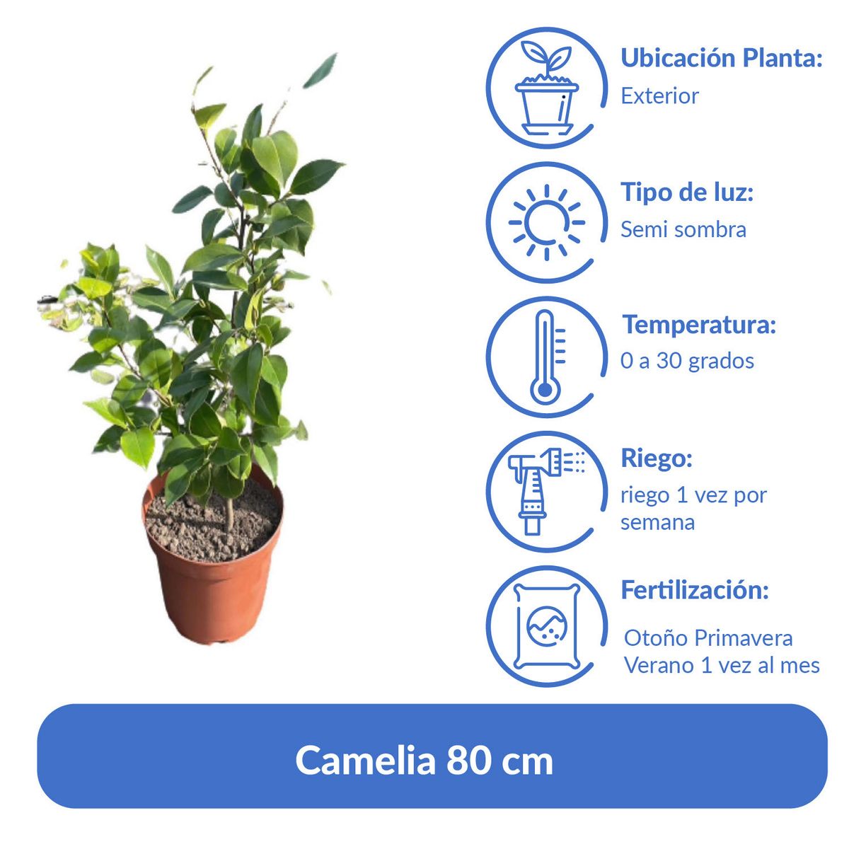 LAS BANDURRIAS - Camelia 80 cm Natural CT28