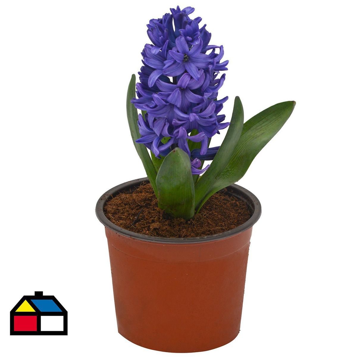 PAZ Y FLORA - Jacinto x 1 Bulbo 15 cm Natural CT13