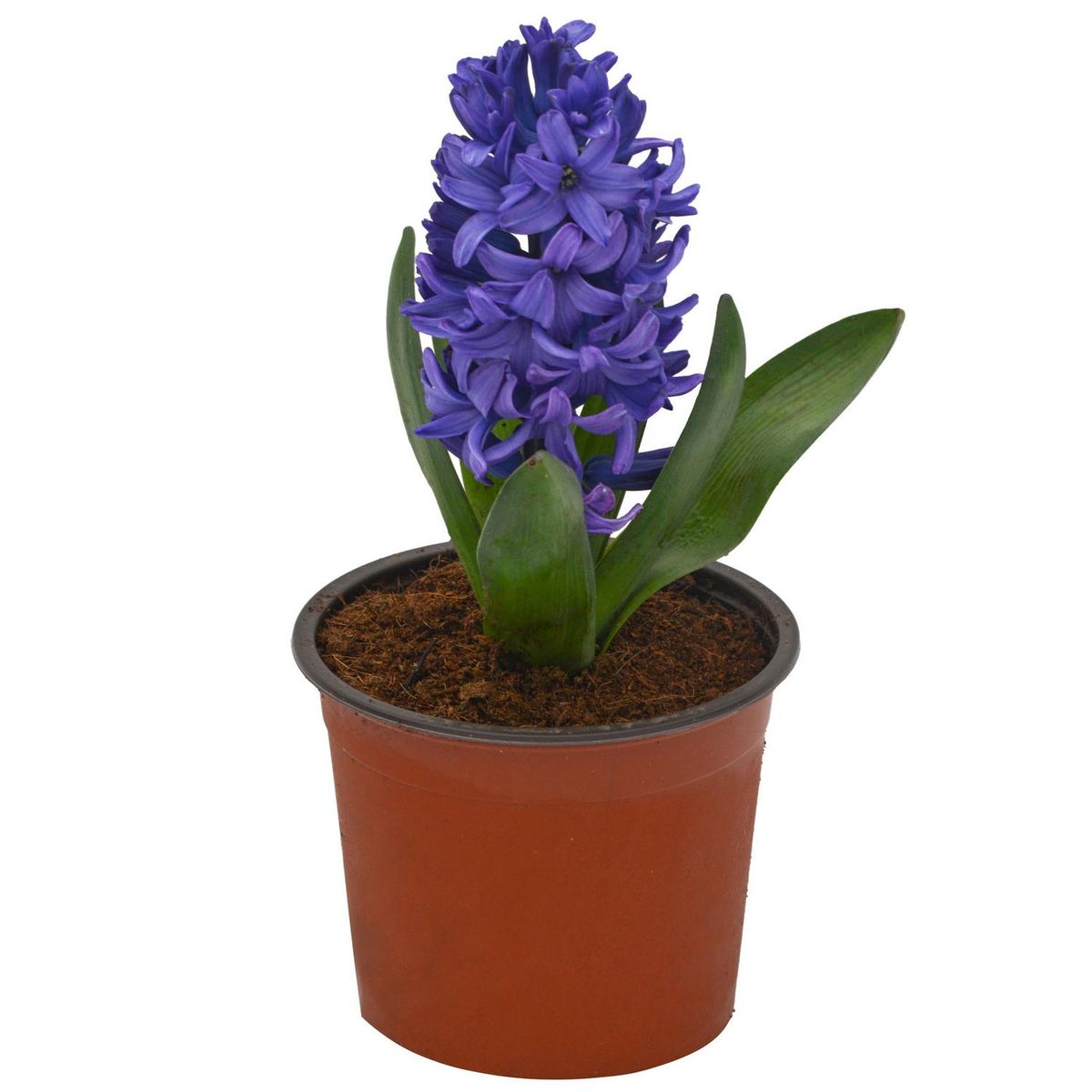 PAZ Y FLORA - Jacinto x 1 Bulbo 15 cm Natural CT13