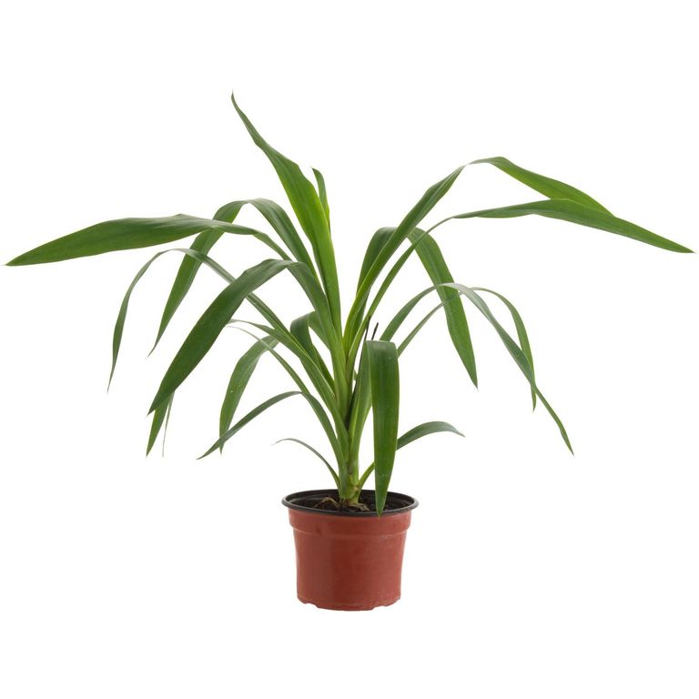 Yucca Punta 30 cm Natural CT12.5