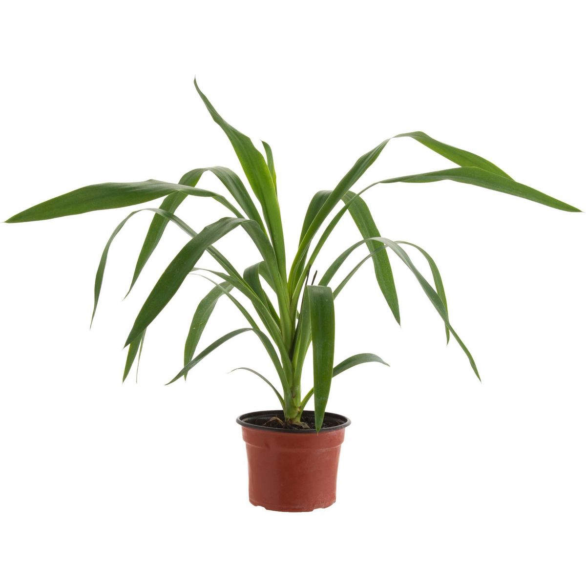 VIVEROS HIJUELAS - Yucca Punta 30 cm Natural CT12.5