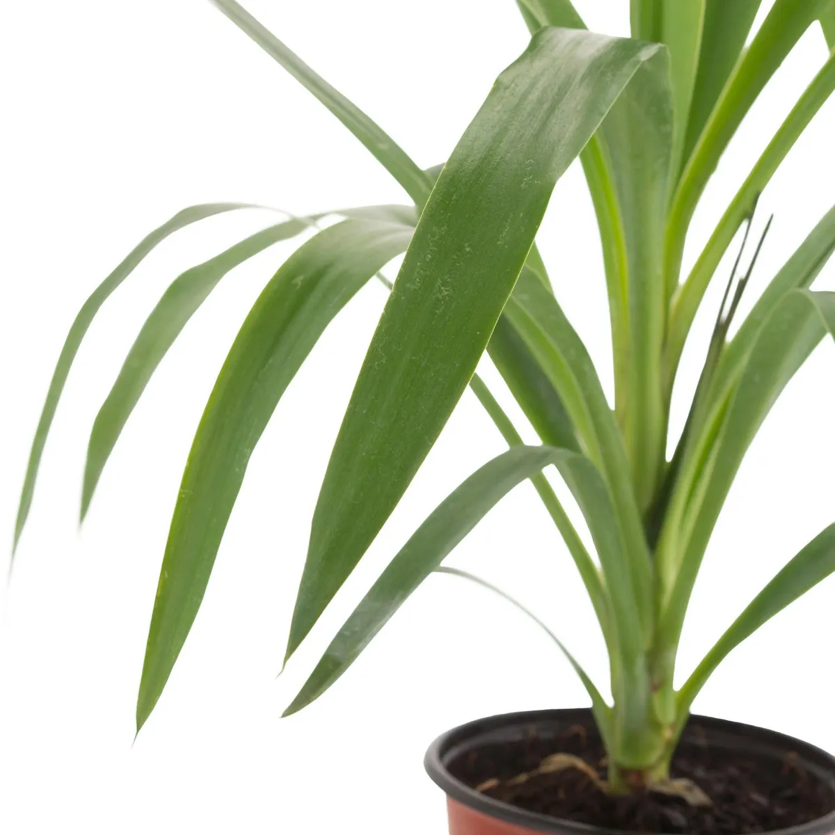 VIVEROS HIJUELAS - Yucca Punta 30 cm Natural CT12.5
