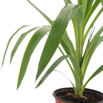 Imagen 2 del producto Yucca Punta 30 cm Natural CT12.5