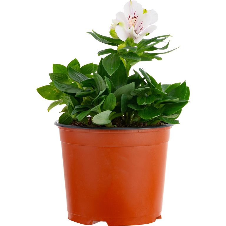 Planta Alstromelia Colores Natural