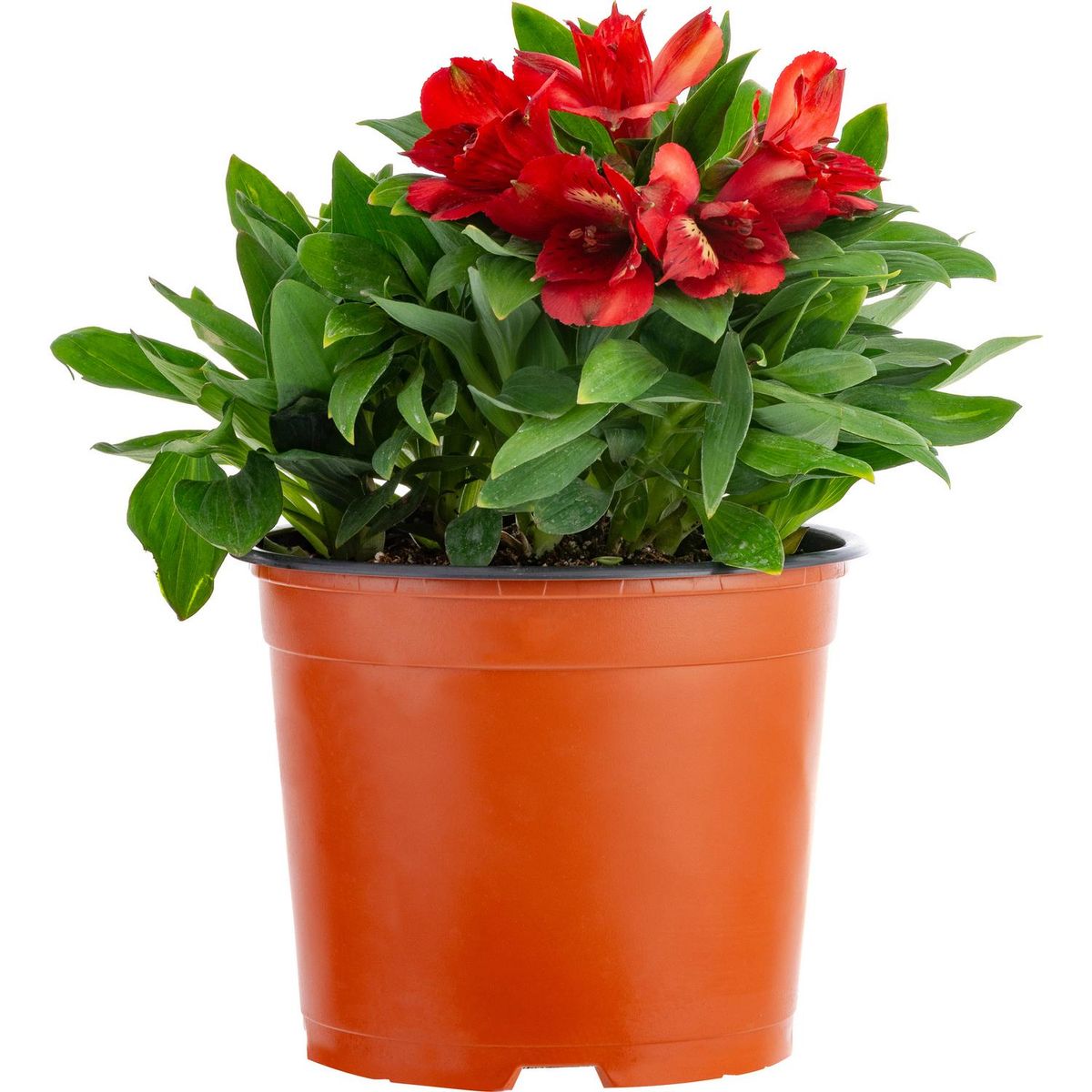 VIVEROS HIJUELAS - Planta Alstromelia Colores Natural 