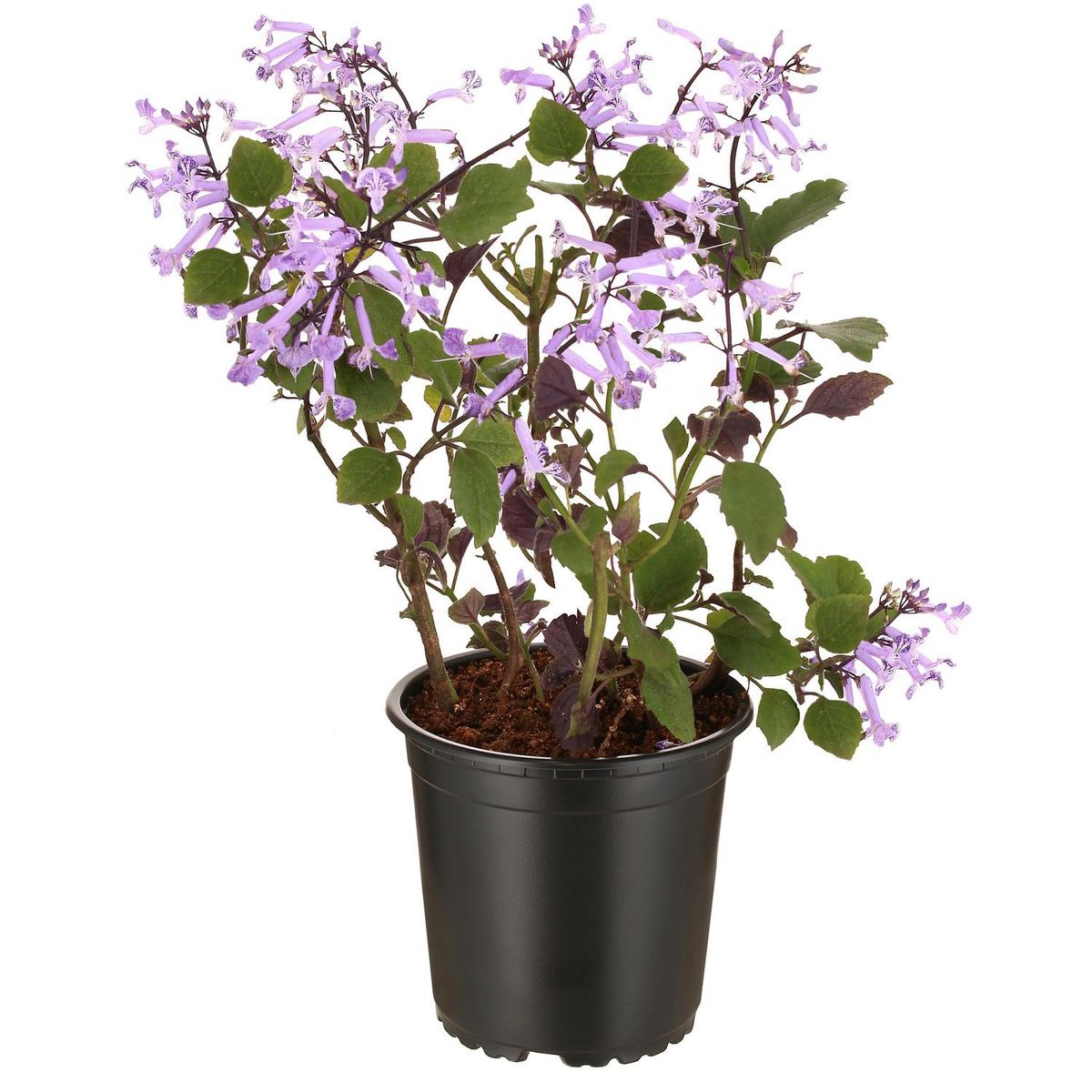 LAS BANDURRIAS - Plectranthum Mona 30 cm Natural CT13