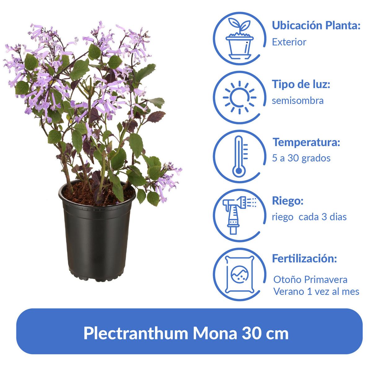 LAS BANDURRIAS - Plectranthum Mona 30 cm Natural CT13
