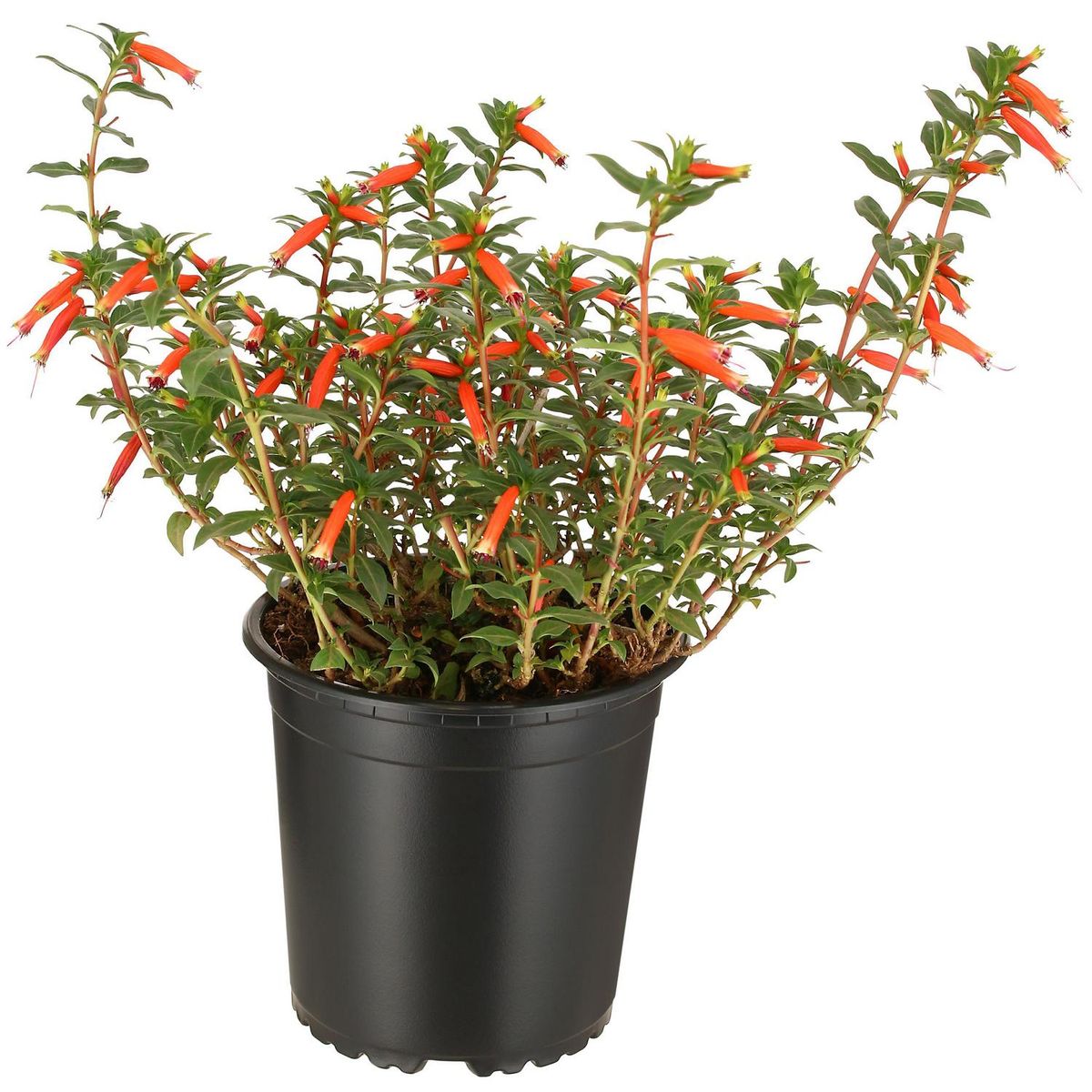 LAS BANDURRIAS - Fosforito 20 cm Natural CT13