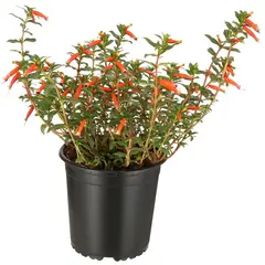 LAS BANDURRIAS - Fosforito 20 cm Natural CT13