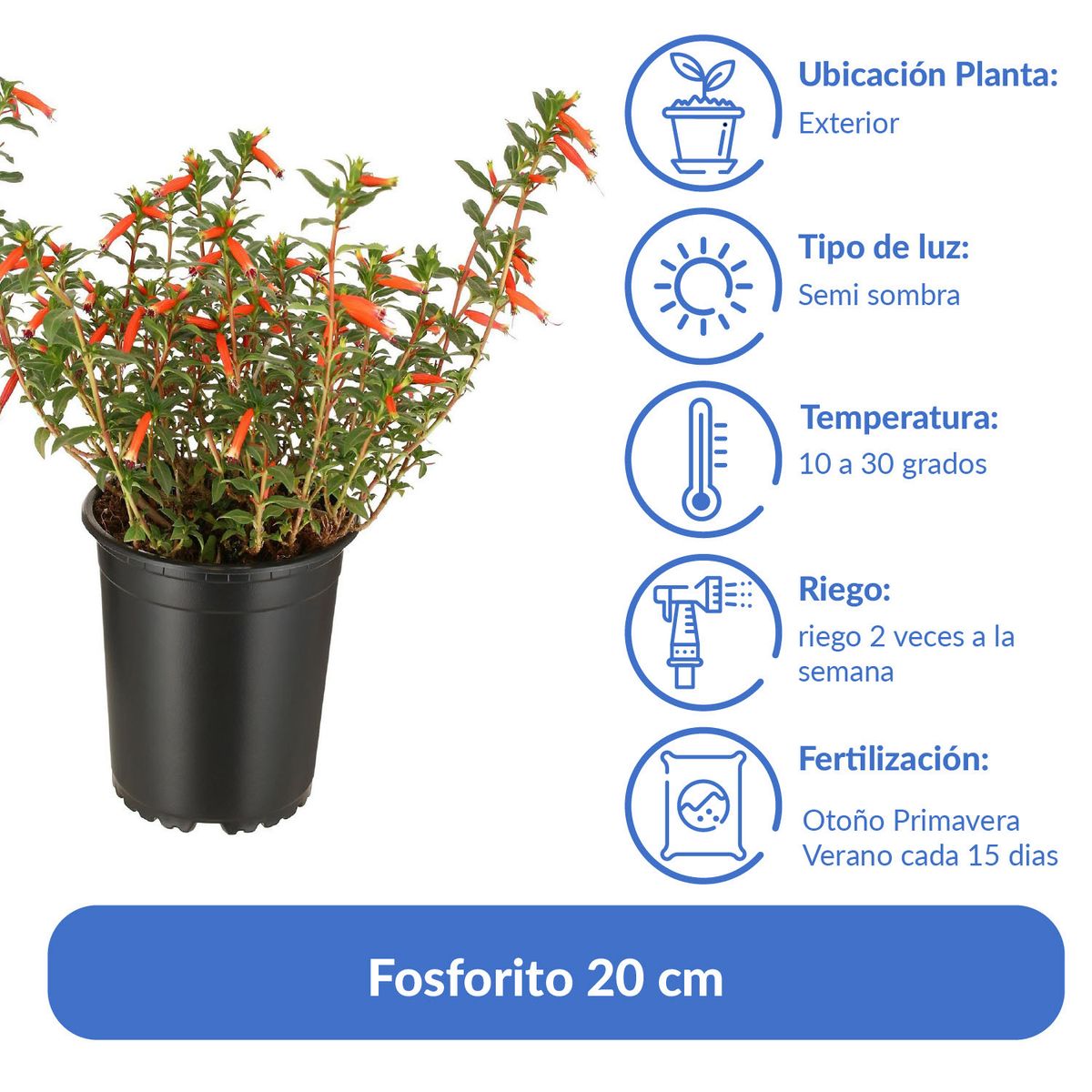 LAS BANDURRIAS - Fosforito 20 cm Natural CT13