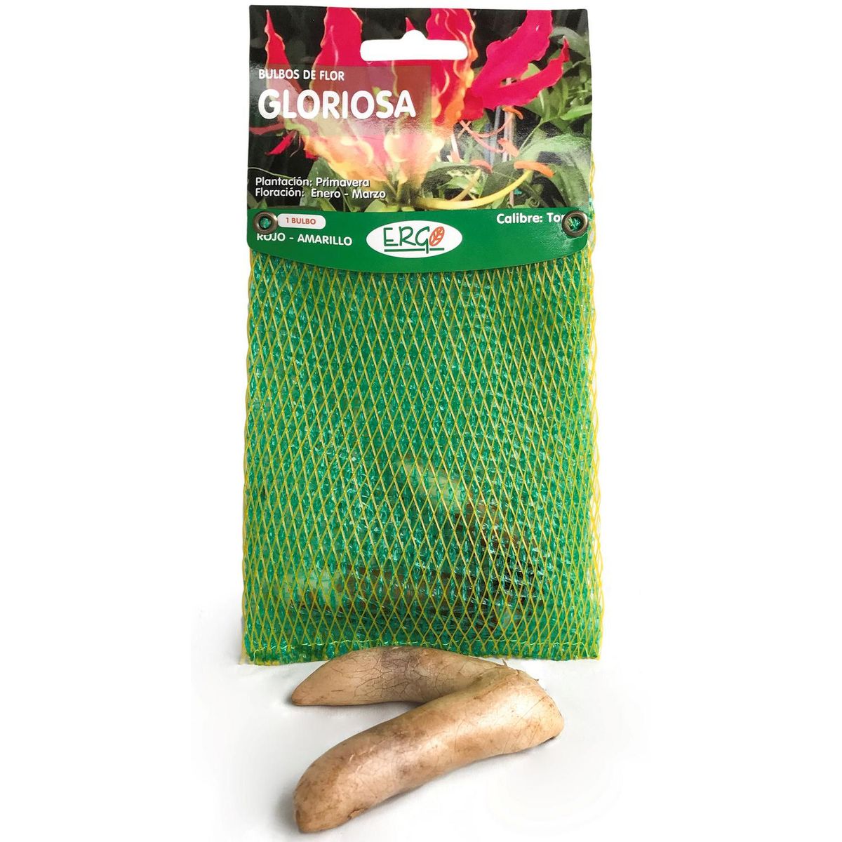 PAZ Y FLORA - Bulbo Gloriosa 1 Un 1 unidad(es) 