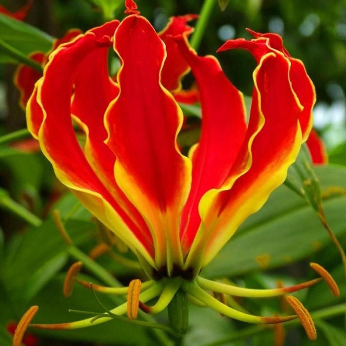 PAZ Y FLORA - Bulbo Gloriosa 1 Un 1 unidad(es) 