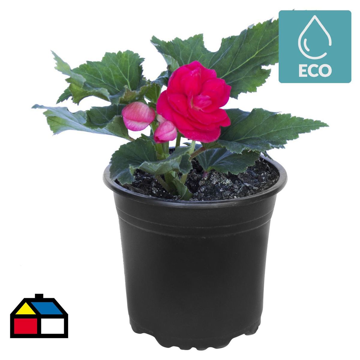 LAS BANDURRIAS - Begonia Tuberosa 20 cm Natural CT15