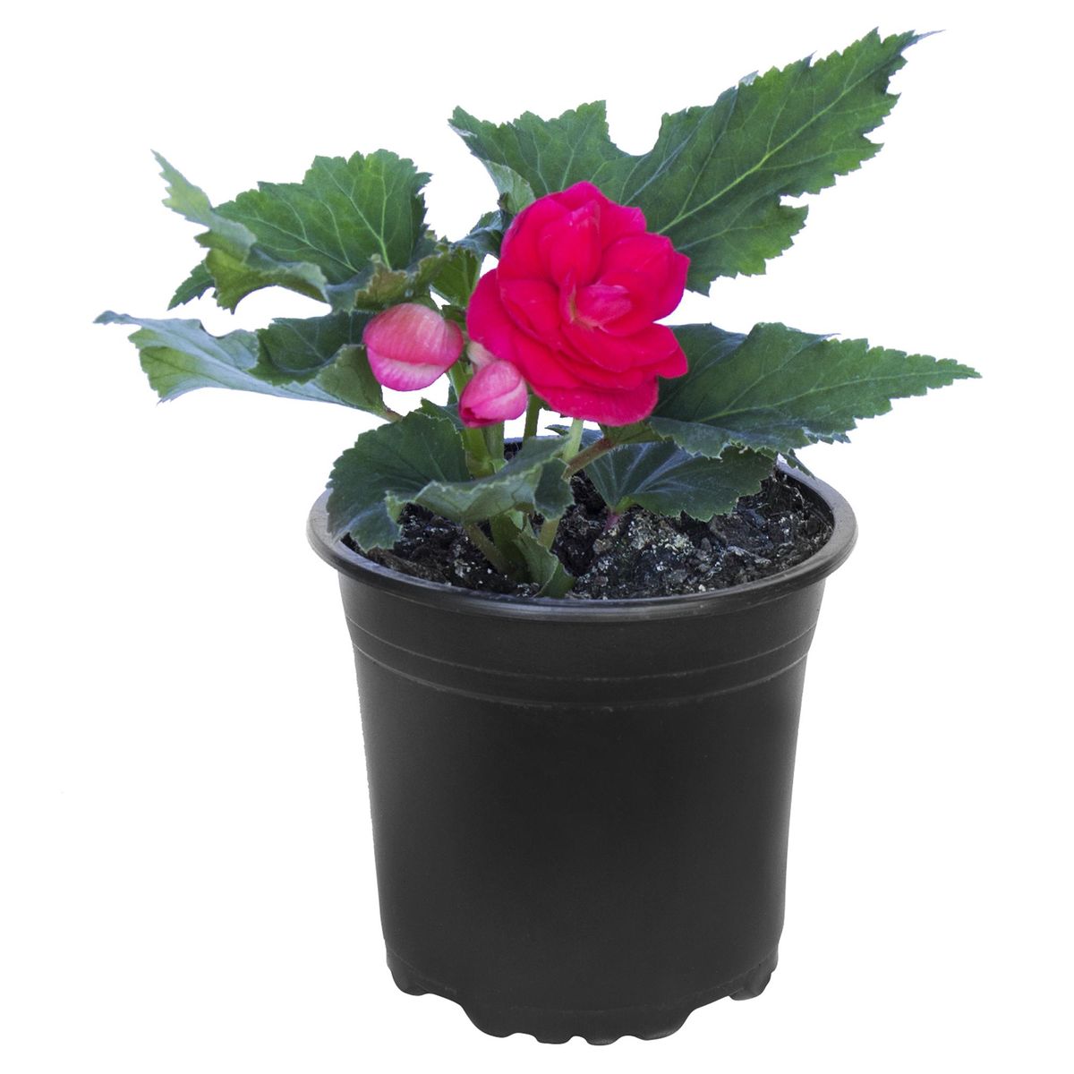 LAS BANDURRIAS - Begonia Tuberosa 20 cm Natural CT15