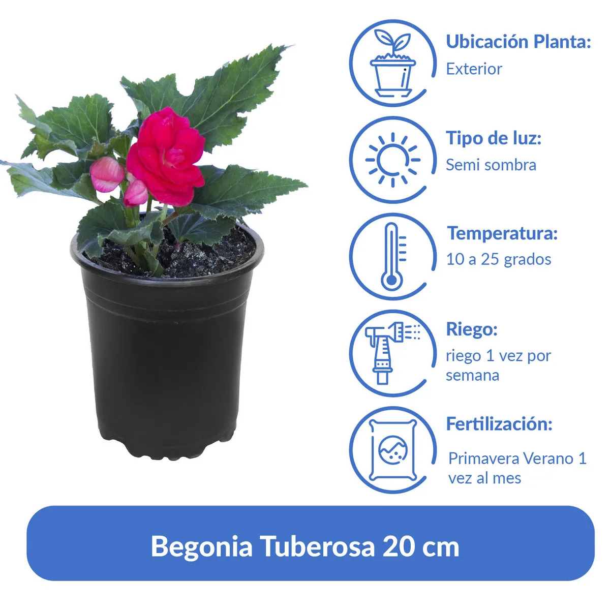Begonia Tuberosa 20 cm Natural CT15, marca LAS BANDURRIAS - Foto 2