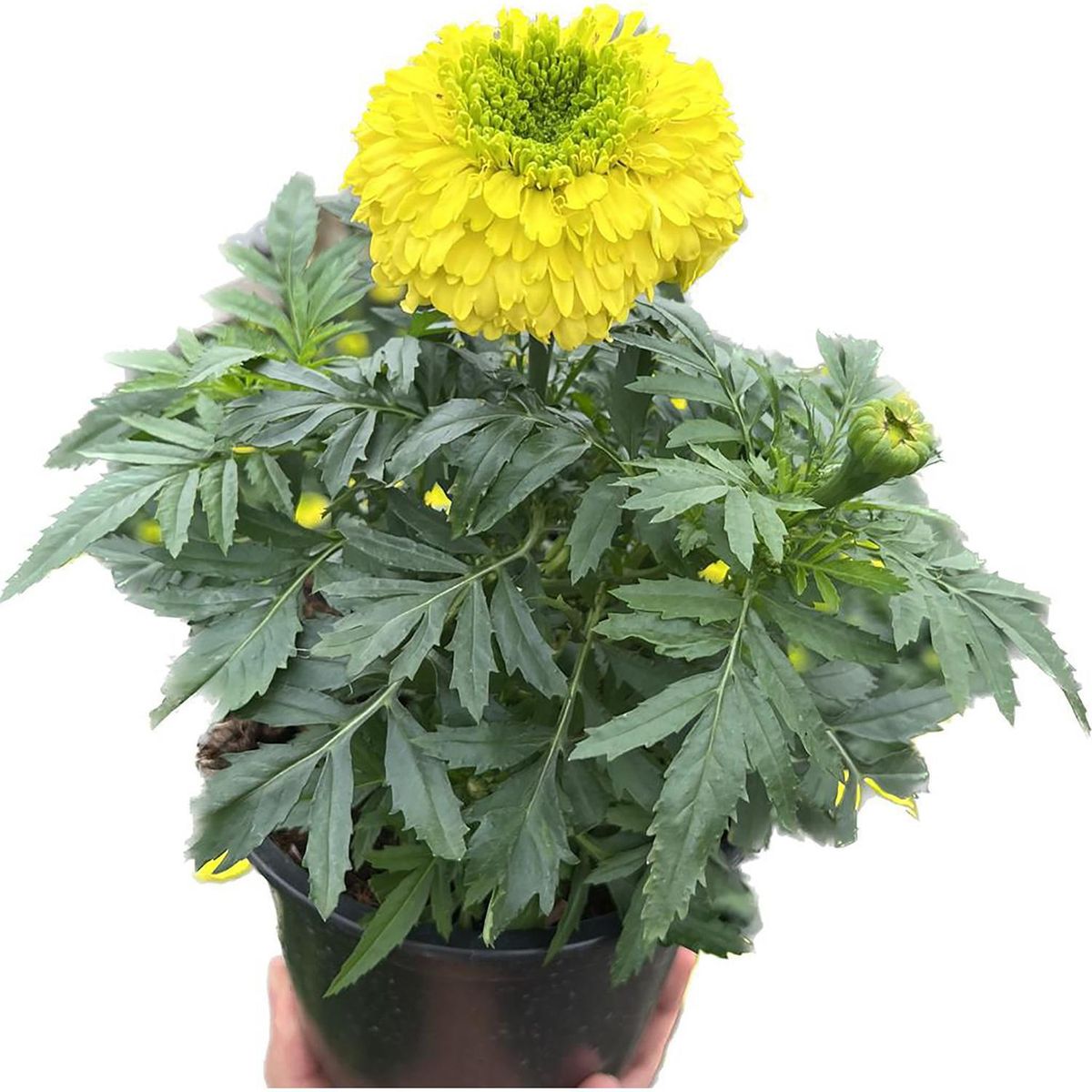 FLORES DE MI TIERRA - Clavelon Inca 30 cm Natural CT15